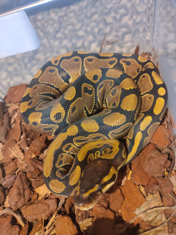 Royal python babies for sale cb26