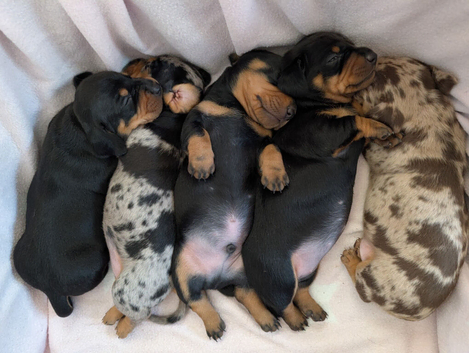 Standard dachshund puppies carrying chocolate