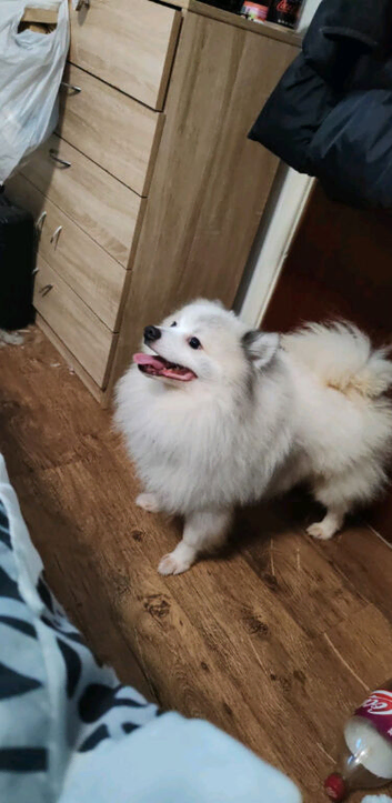 Boy pomeranian