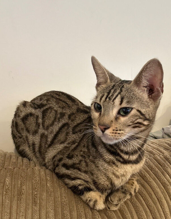 Nessa the Bengal and midnight the half Bengal
