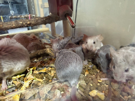 Fancy Mice