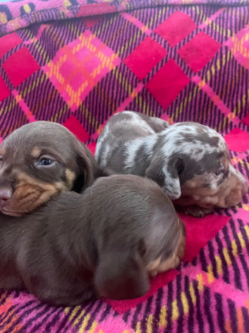 BEAUTIFUL PUPPIES