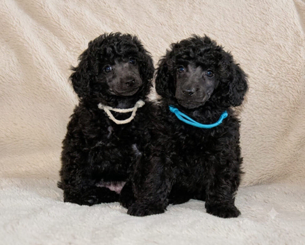 Kc reg gorgeous miniature poodles