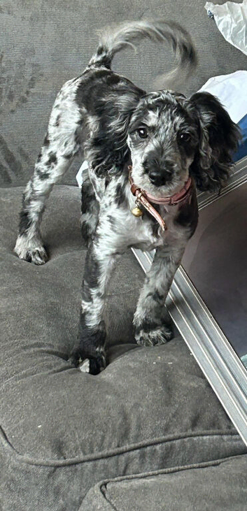Merle cockapoo