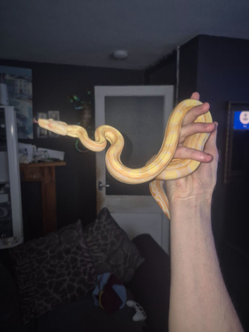Cb25 albino motley female boa