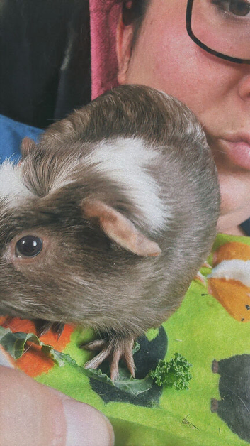Two guinea pigs