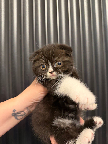 British shorthair/ Scottish fold