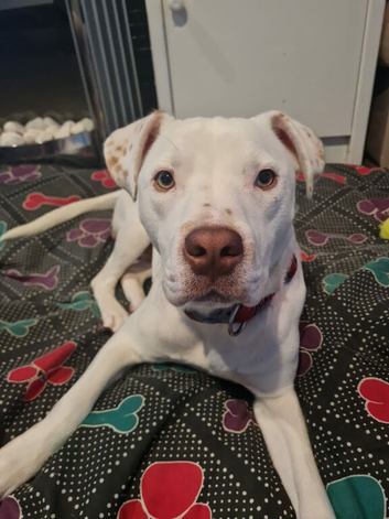 American bull x
