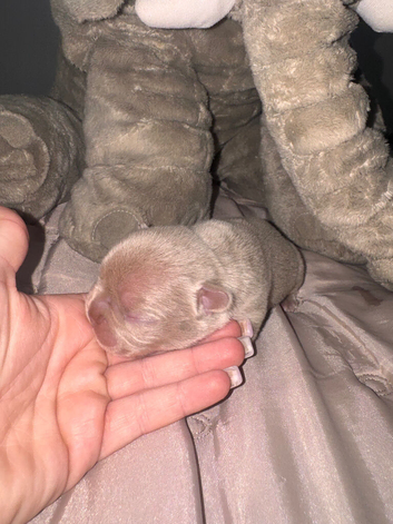 Grade a kc registered 5 gen French bulldogs