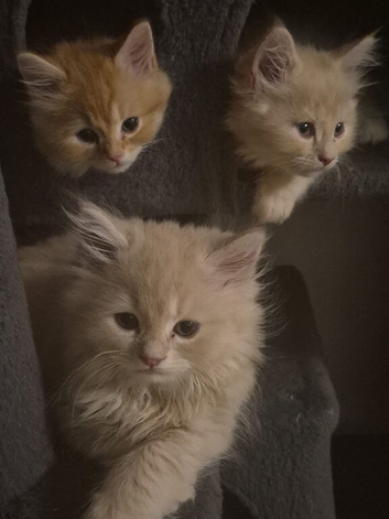 6 hypoallergenic Siberians