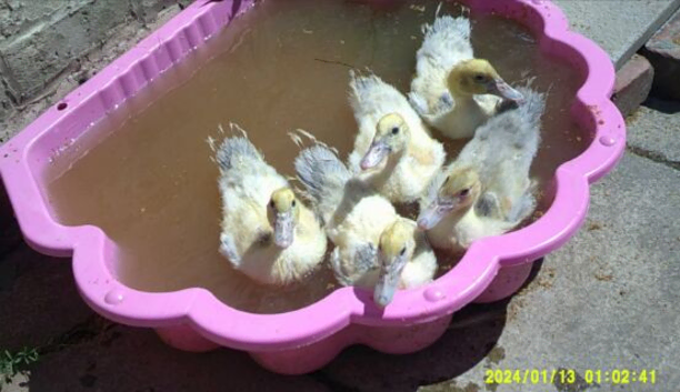 2 eight week old Lavender Muscovy ducklings