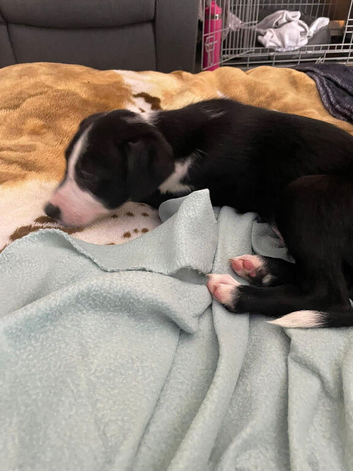 Boarder collie cross puppy for sale
