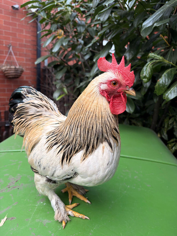 Rockin Cockerel Looking for new pastures