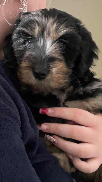 Portuguese sheepdog cross puppies