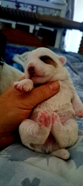 jack russell puppies two girls