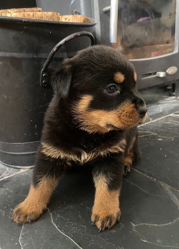 Stunning pedigree Rottweiler puppys