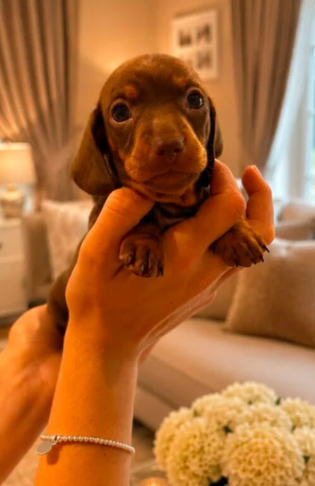 Gorgeous miniature dachshund puppies
