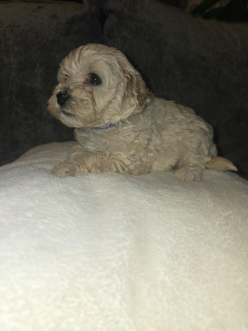 Poochon puppies