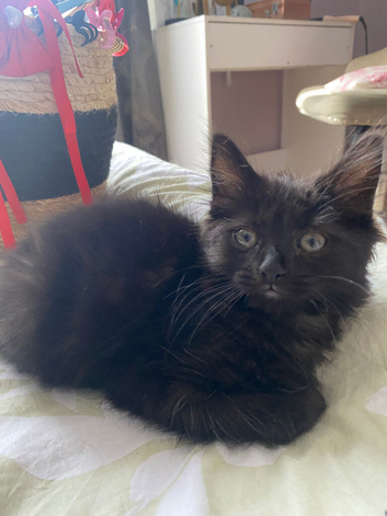 Female fluffy black kitten