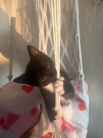 Kitten looking for a forever home