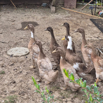 8 Indian runner ducks for sale