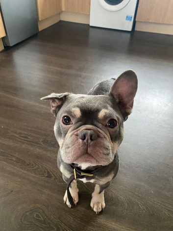 Frenchie