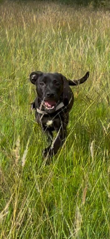 Staffy Cross