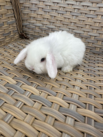 3 lovely blue eyed white mini lops.