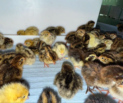 Young Japanese Quail