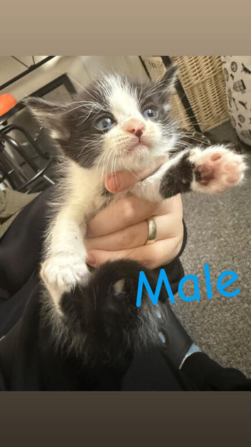 Two beautiful kittens for sale