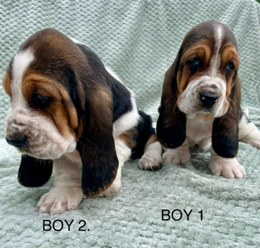 Beautiful KC reg Bassett Hound Puppies