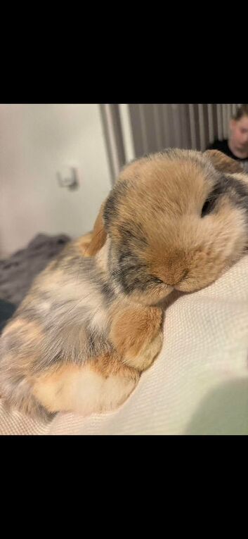 Mini lop
