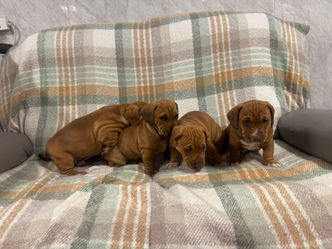 4 beautiful American /dash pups