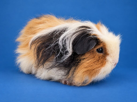 Merino guinea pig sow pet