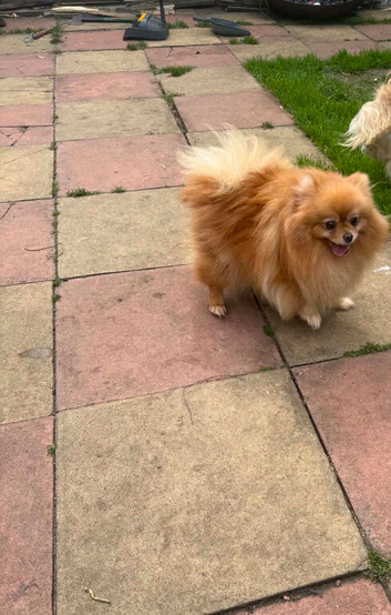 Pomeranian