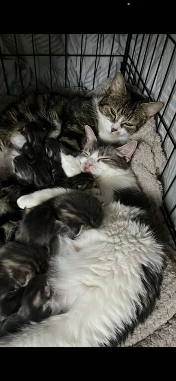 beautiful kittens available