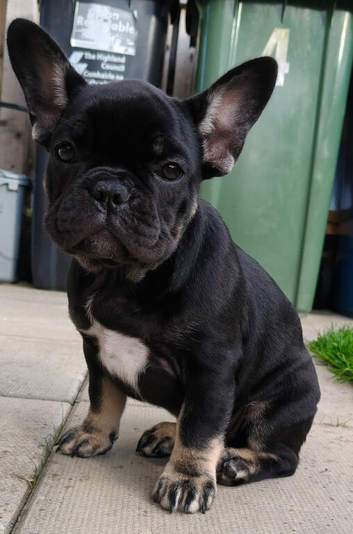 French bulldog puppies, KC registered for sale