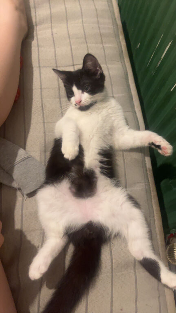 Kitten for sale