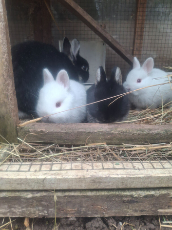 Beautiful litter of Netherland Dwarfs