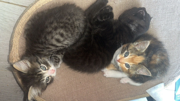 8 playful kittens - ready now