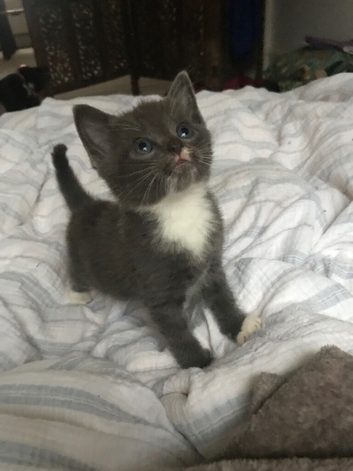 Two kitten s