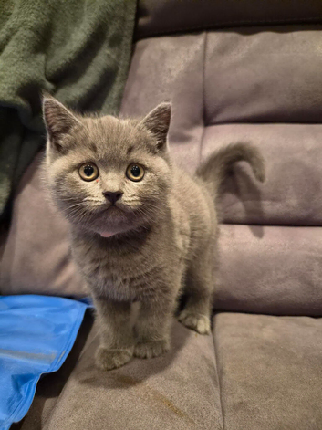 6 Beautiful BSH Kittens
