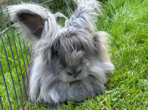 2 Angora x lionhead rabbits