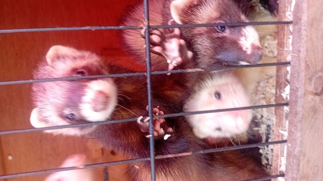 Two inseparable Jill ferrets 1 Pol cat and quarter European pollcat