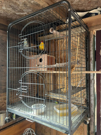 Pair of karakies
