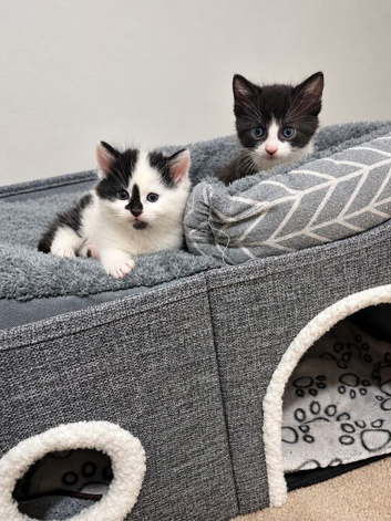 2 beautiful kittens