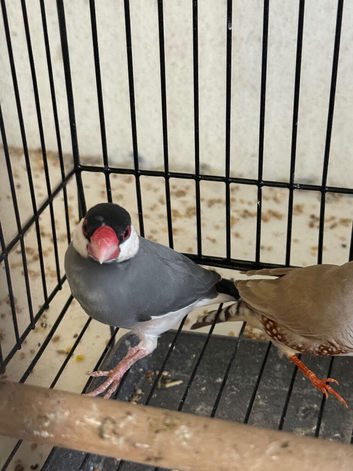 Beautiful Java finch for sale