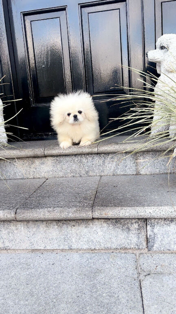 Stunning top quality Pekingese puppies