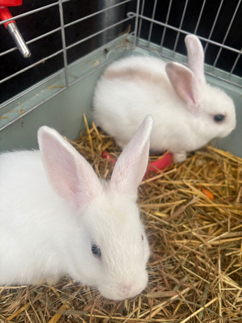 I have two male mixed breed bunnies 18 week old