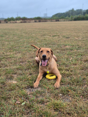 Male lab retriever, 10 month